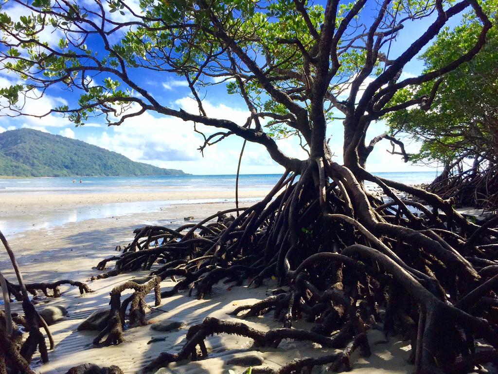Cape Tribulation Holiday House Extérieur photo